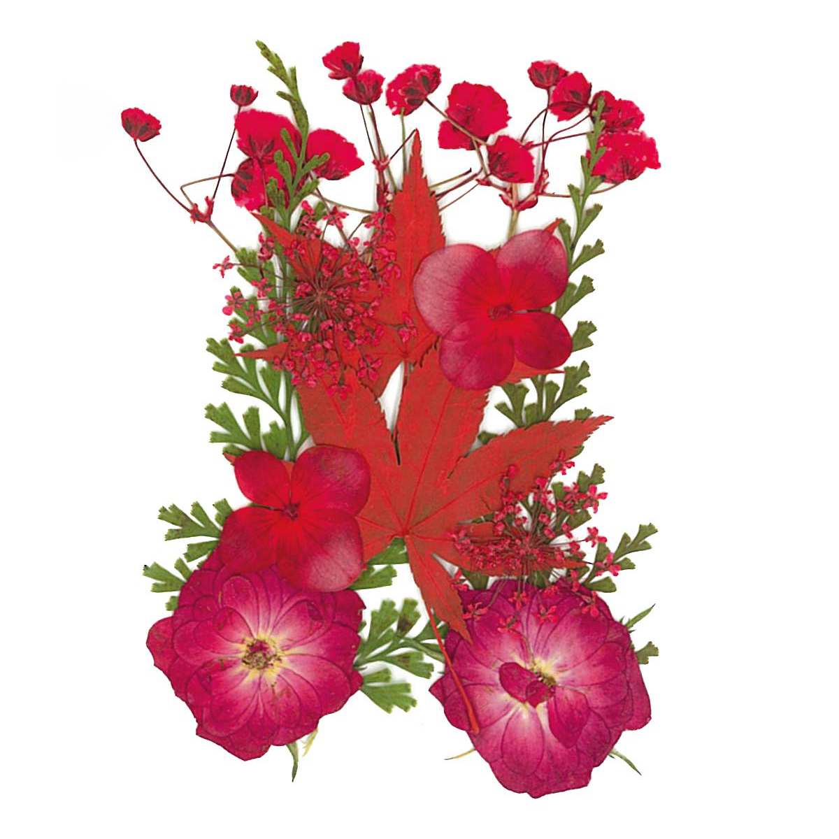 Gepresste Trockenblumen 10x7cm rot