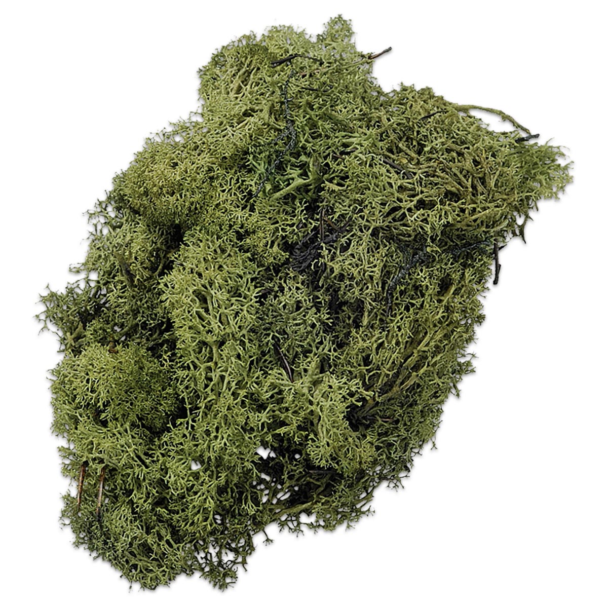 Islandmoos 250g grün