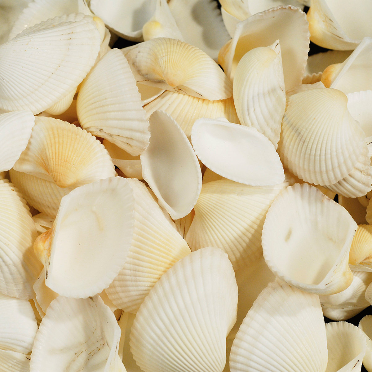 Deko-Muscheln 250g naturweiß