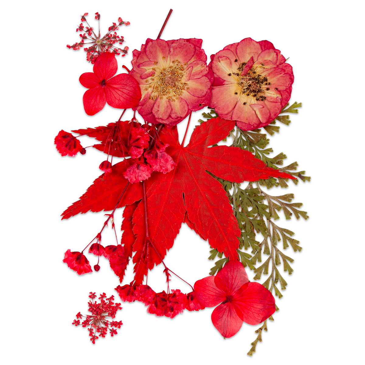 Gepresste Trockenblumen 10x7cm rot