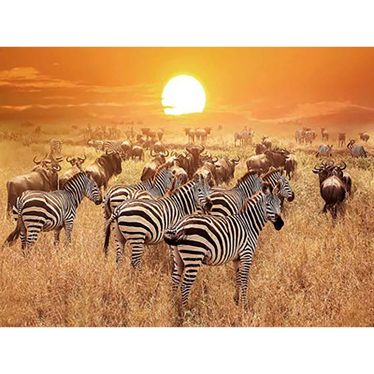 Diamond Painting 30x40cm Zebras