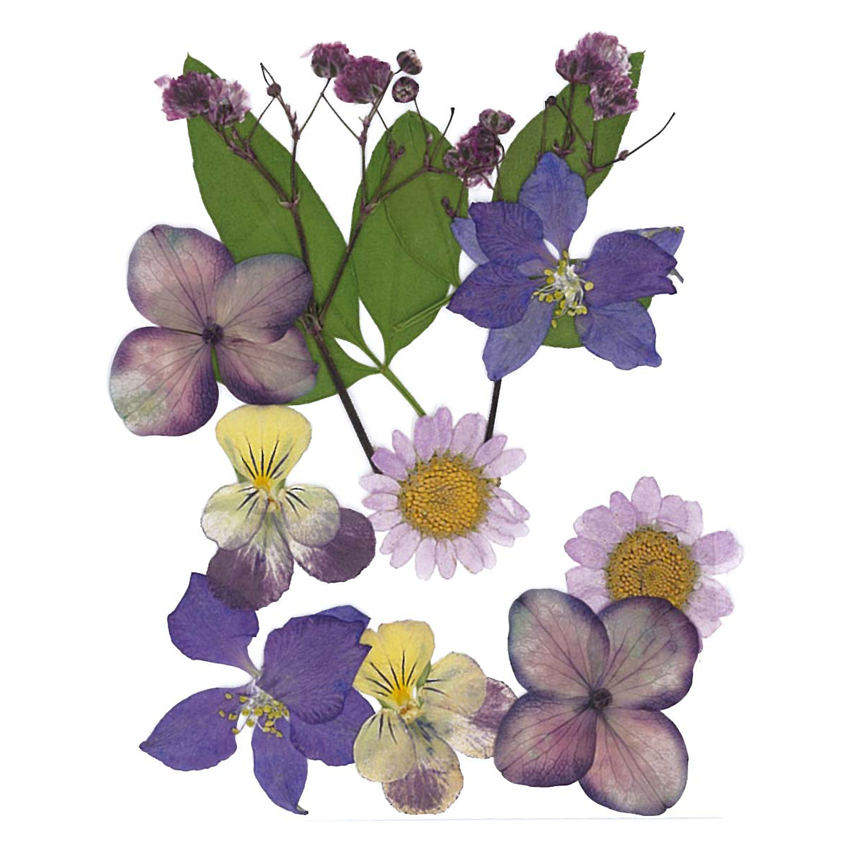 Gepresste Trockenblumen 10x7cm violett