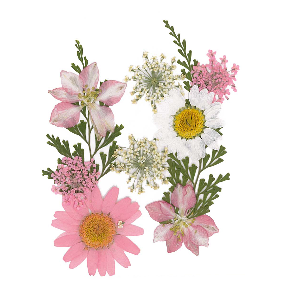 Gepresste Trockenblumen 10x7cm hellrosa