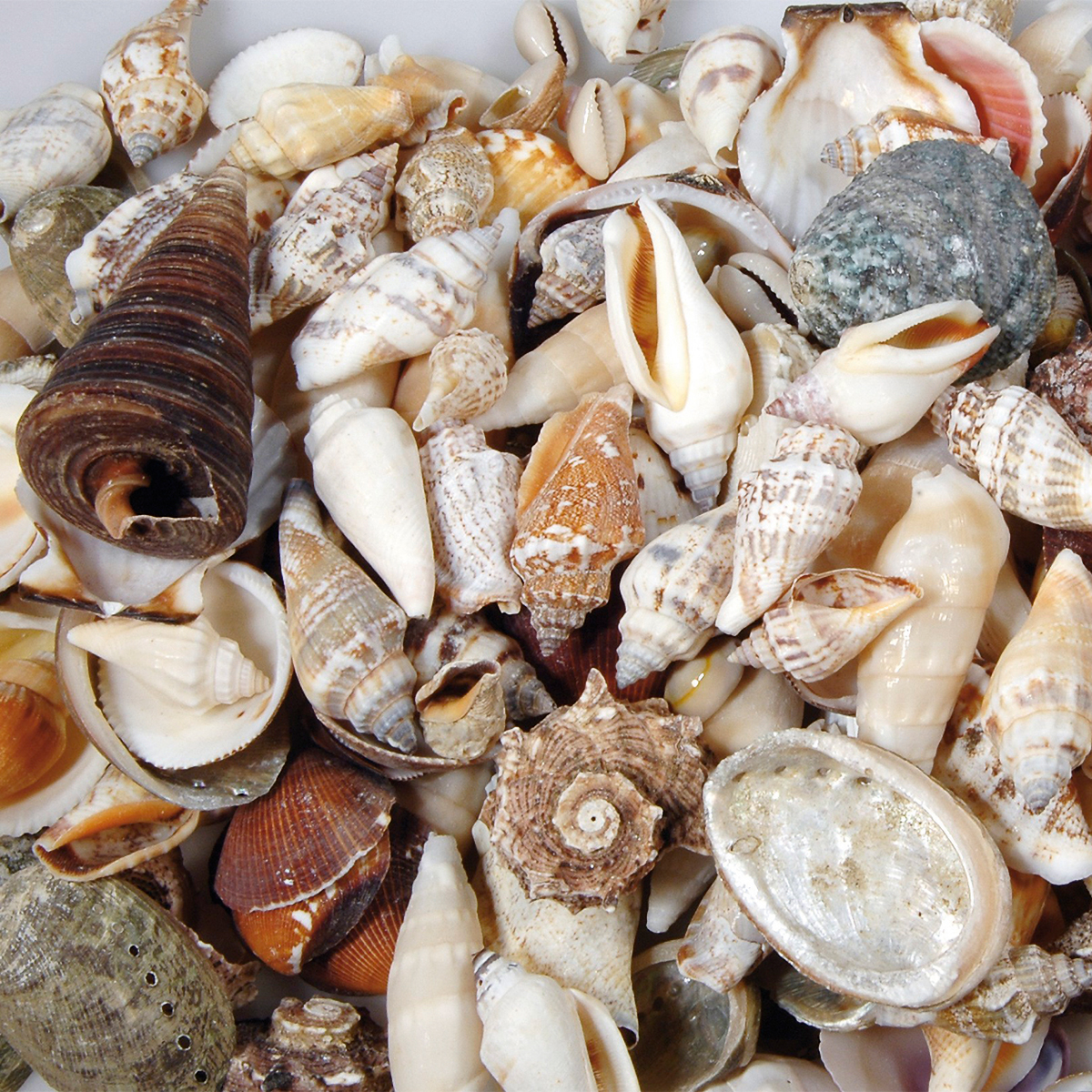 Deko-Muscheln 250g natur mix