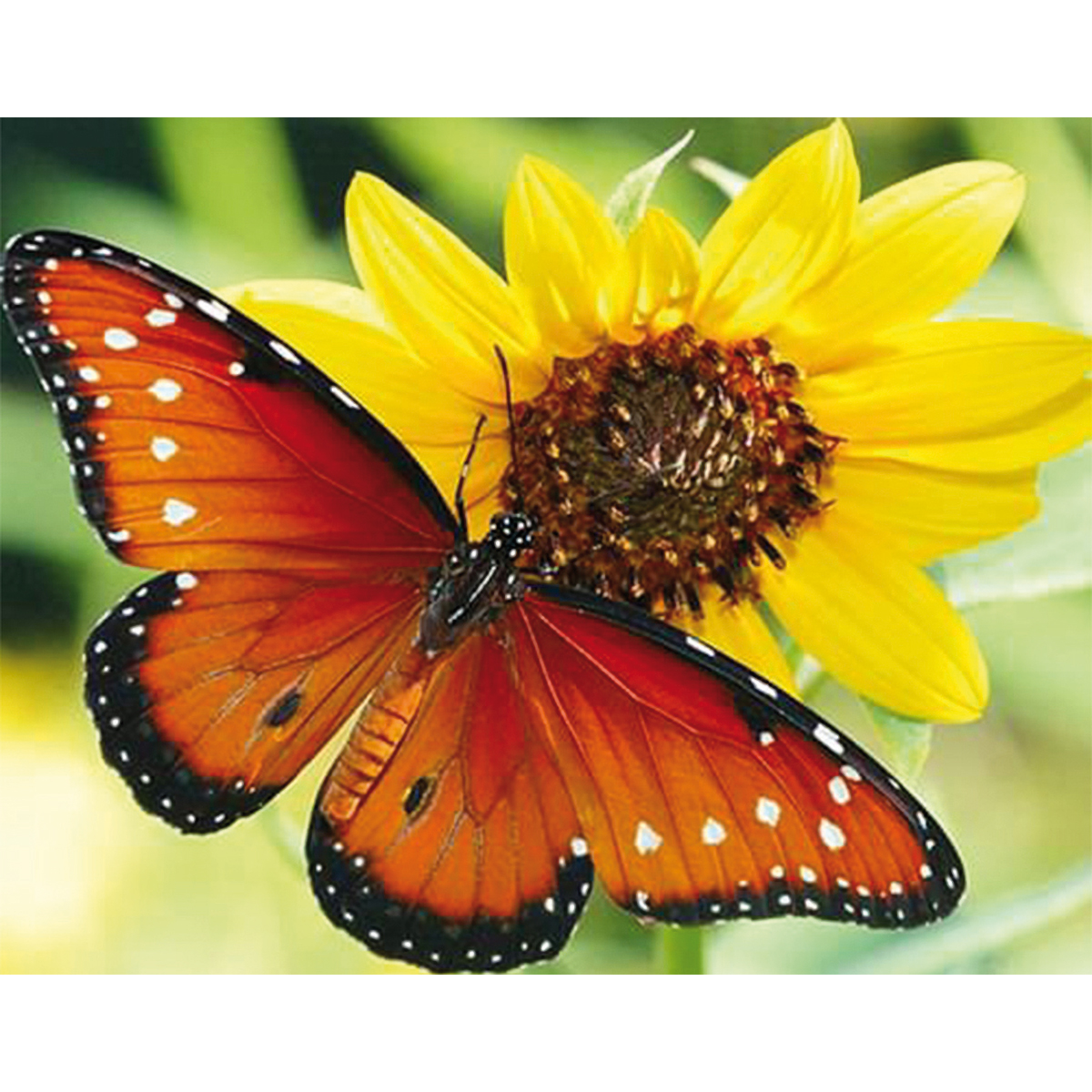Diamond Painting 30x40cm Schmetterling