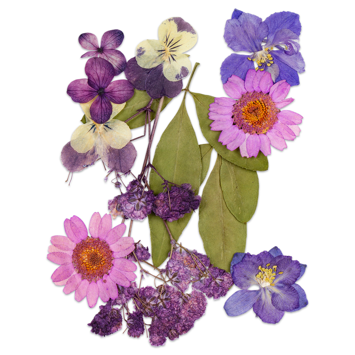 Gepresste Trockenblumen 10x7cm violett
