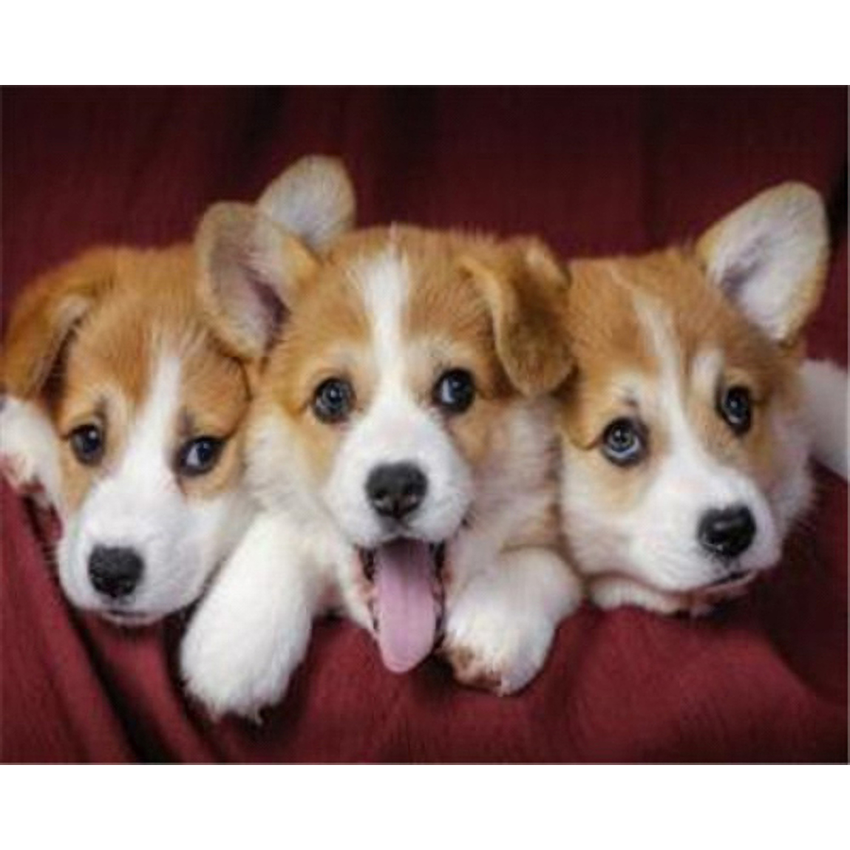 Diamond Painting 30x40cm Hundebabys