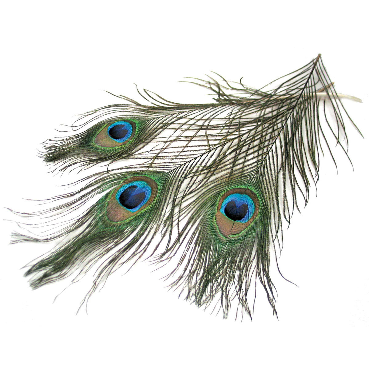 Pfauenfeder 25-30cm 10 St.
