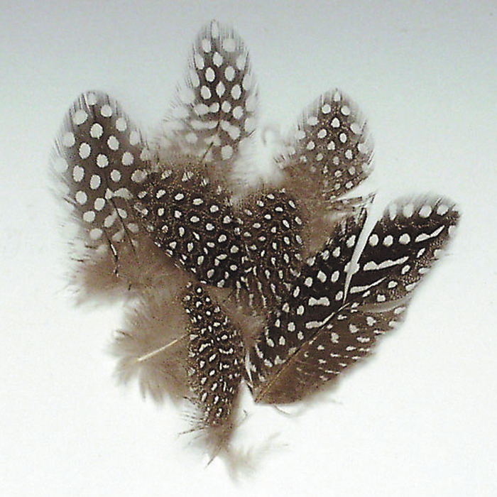 Perlhuhnfedern 2-12cm 3g braun/weiß