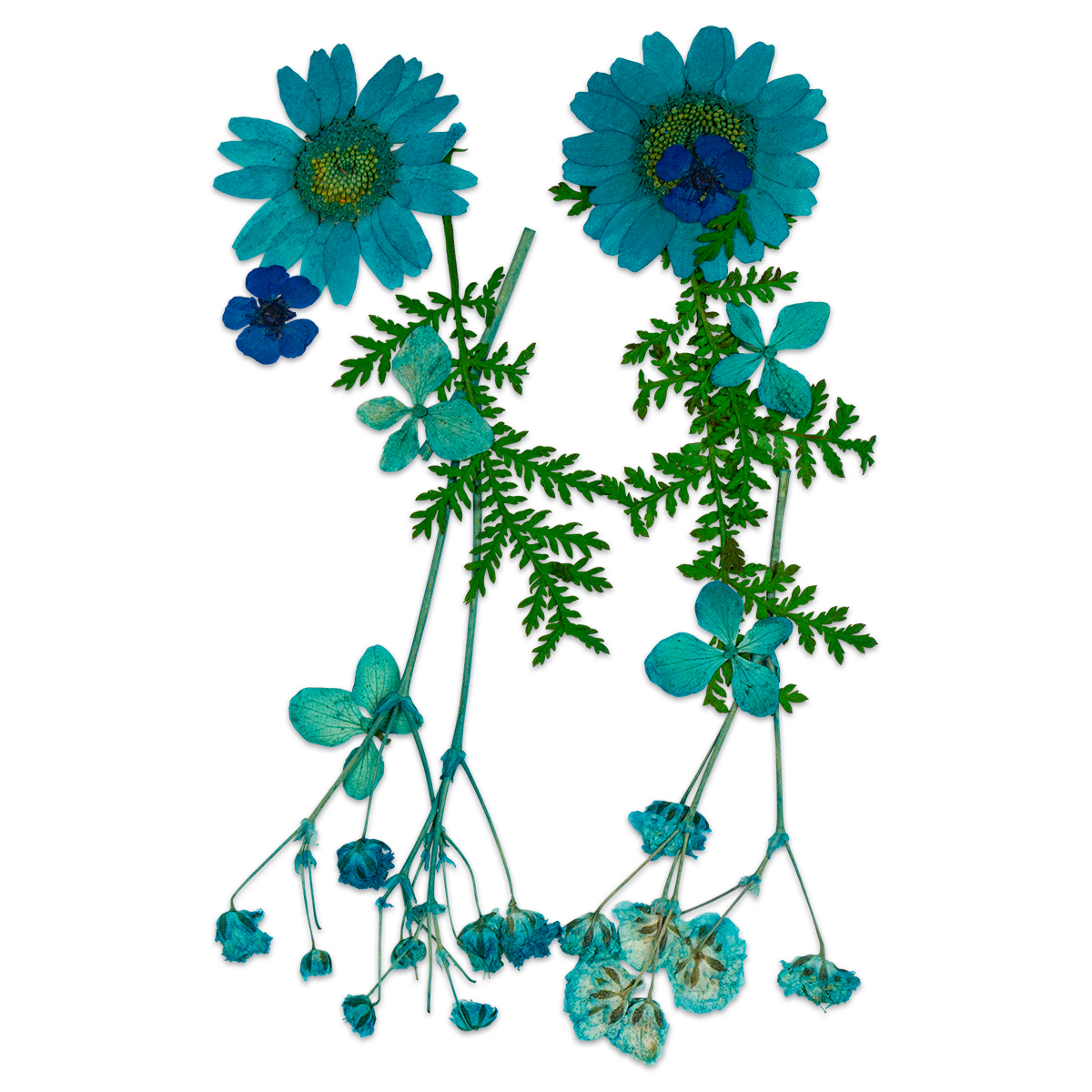 Gepresste Trockenblumen 10x7cm blau