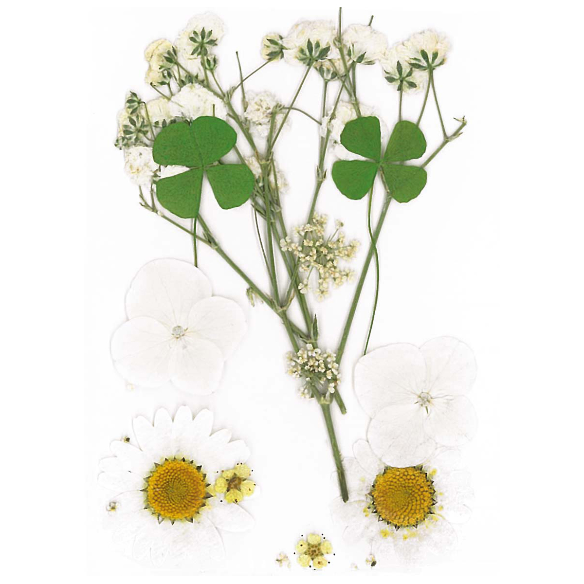 Gepresste Trockenblumen 10x7cm weiß