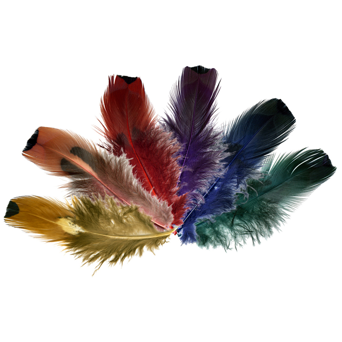 50224080aYzBB7ccod1GD Fasan-Goldside-Federn 6-8cm 24 St. bunt