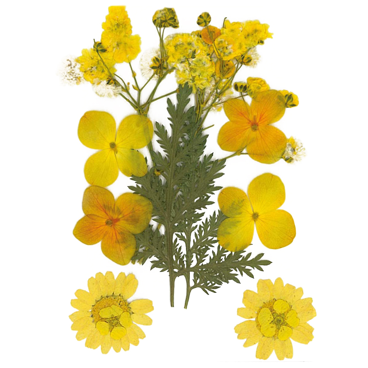Gepresste Trockenblumen 10x7cm gelb