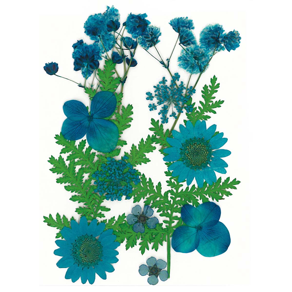 Gepresste Trockenblumen 10x7cm blau