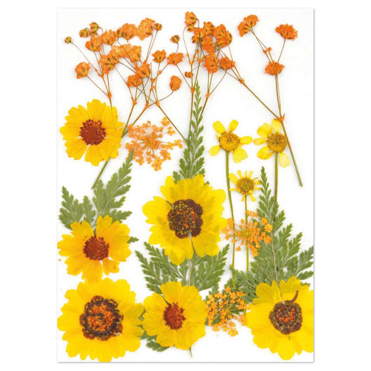 Gepresste Trockenblumen 13x18cm gelb