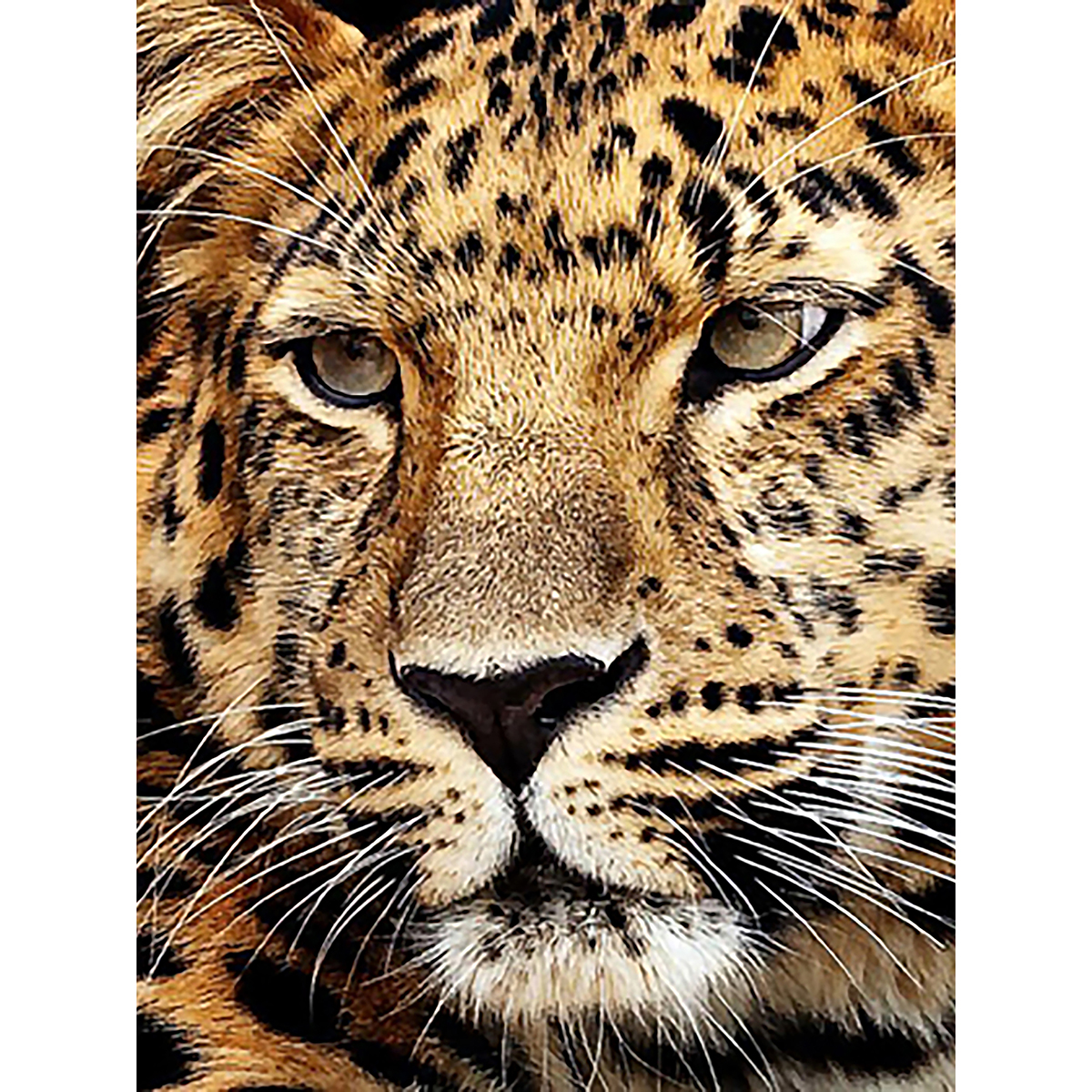 Diamond Painting 30x40cm Jaguarkopf