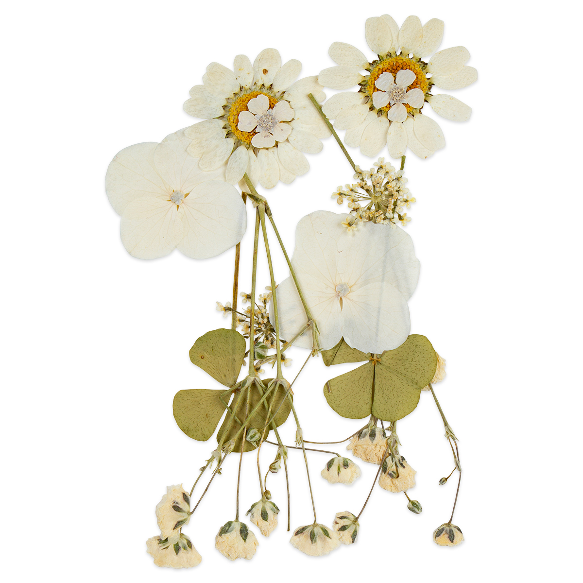 Gepresste Trockenblumen 10x7cm weiß